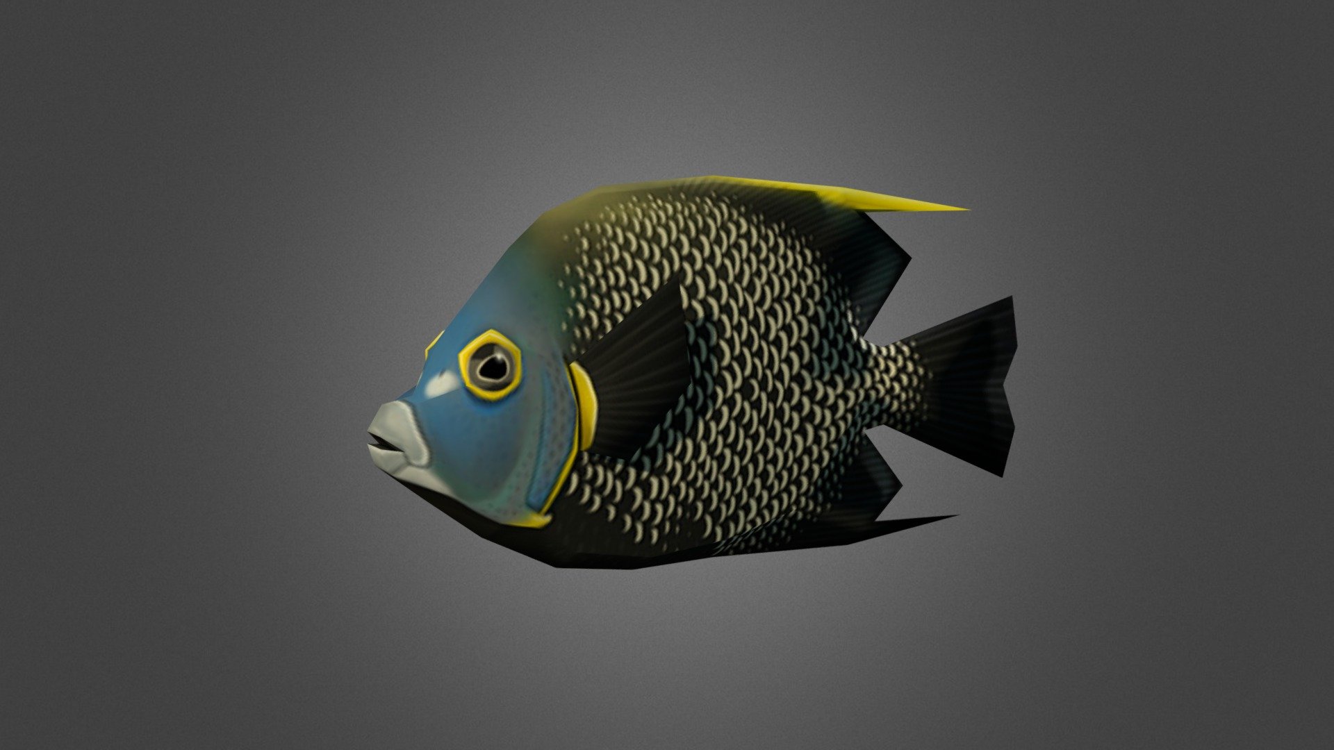 French Angelfish - 3D model by 3lbgames [91ad43b] - Sketchfab
