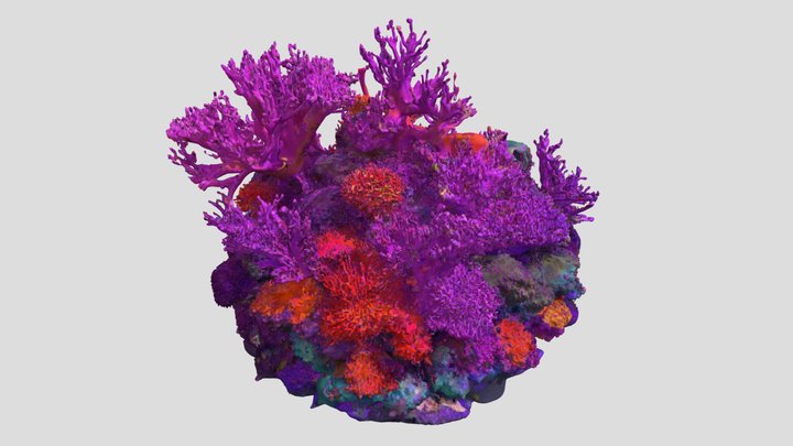 Crescent Veil - coral – Kostenloses 3D-Modell STL