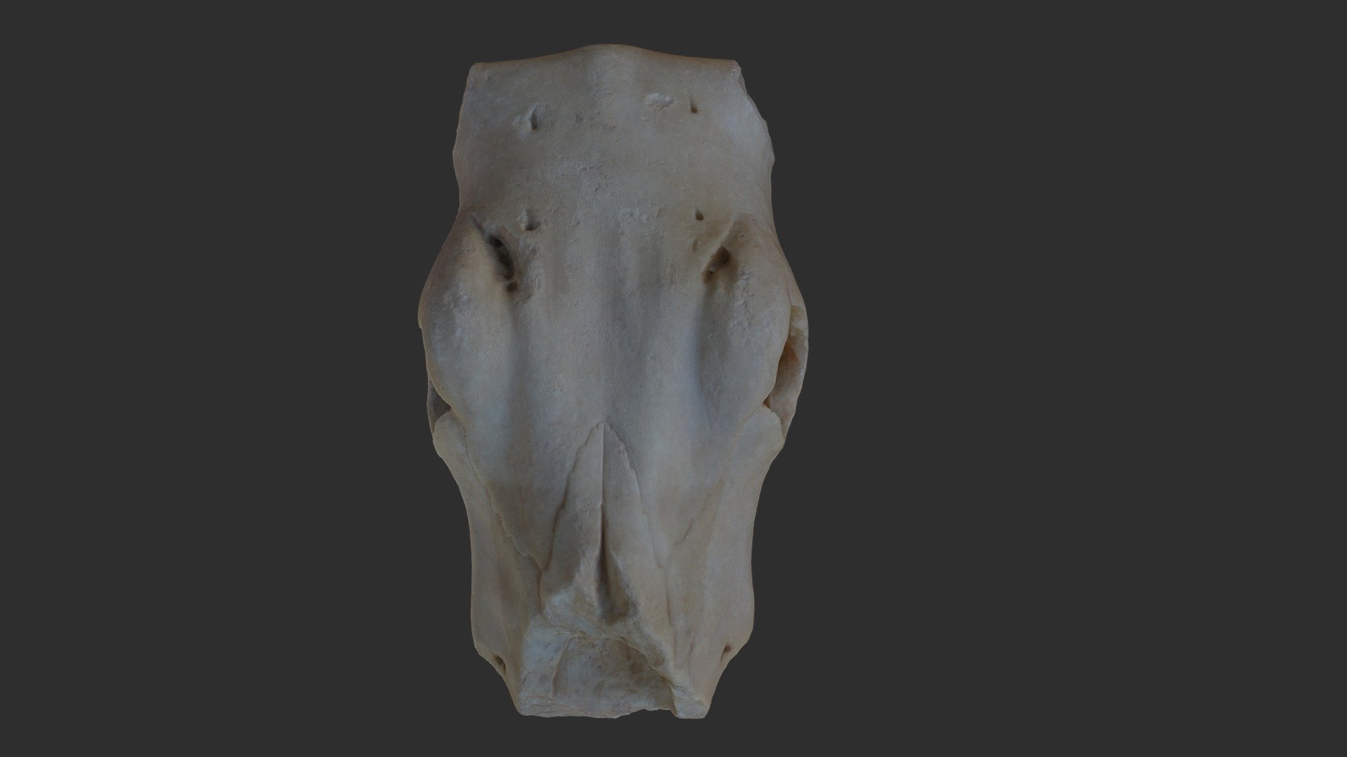 Fragment d'un bucrâne