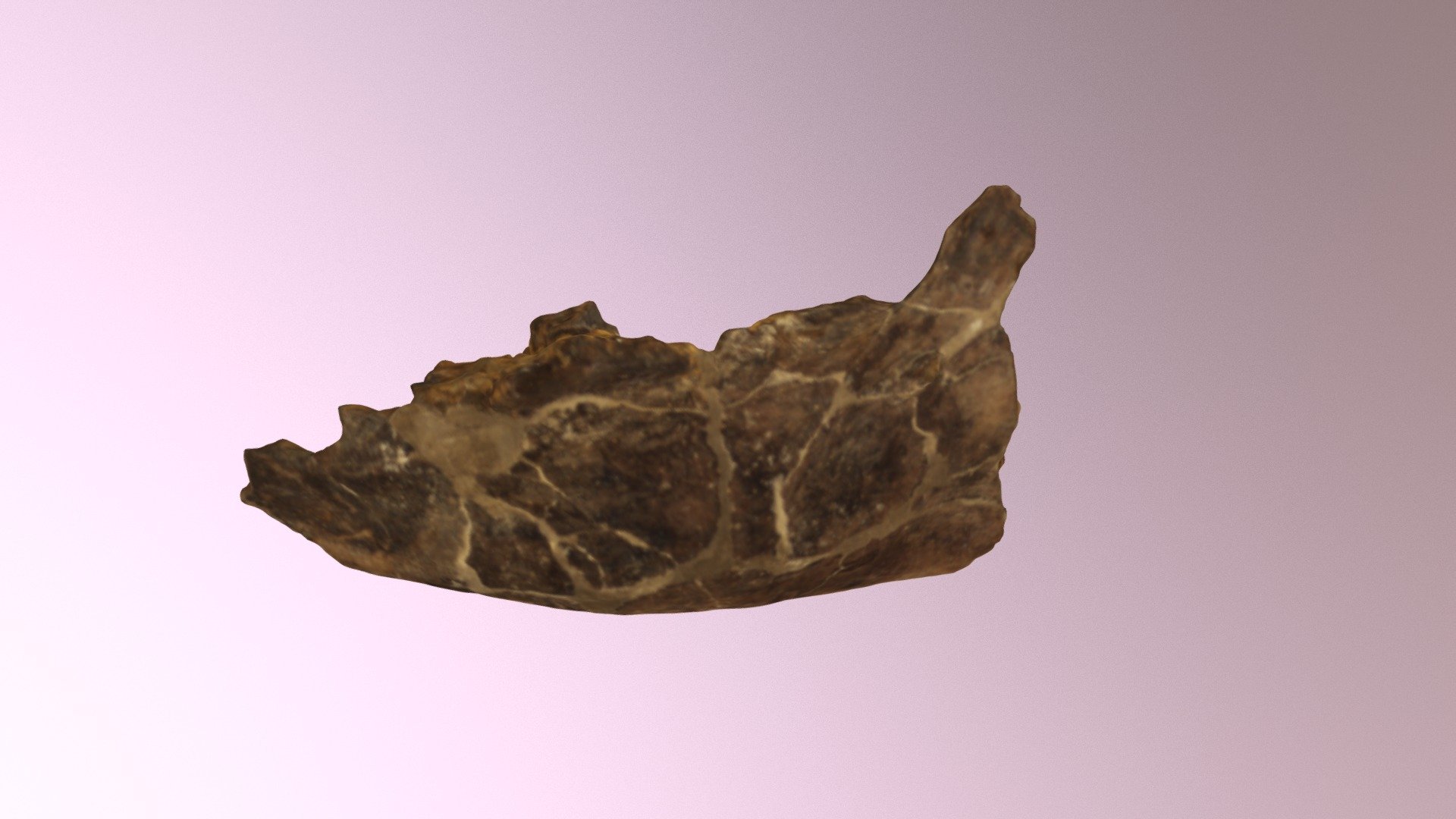 USNM PAL 540666 Glossotherium Mandible