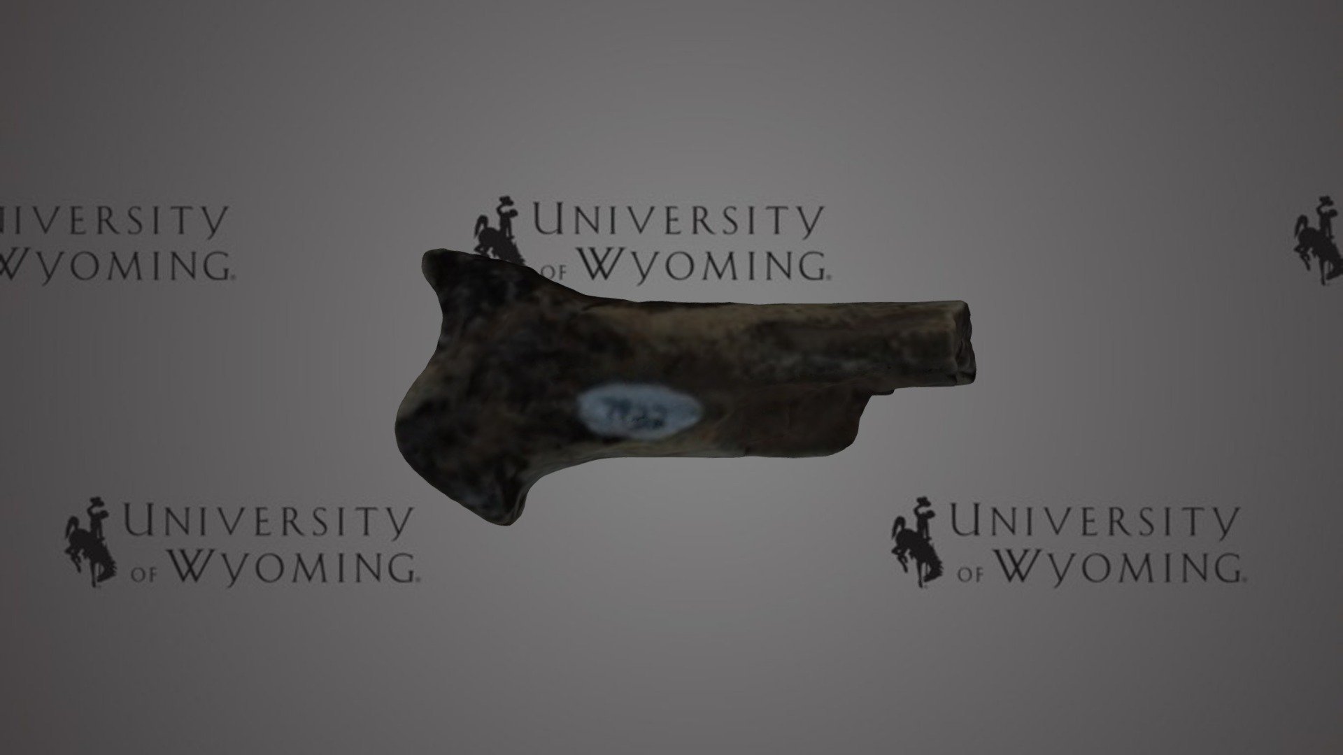 UW 7922 O - Hyracotherium angustidens, Limb