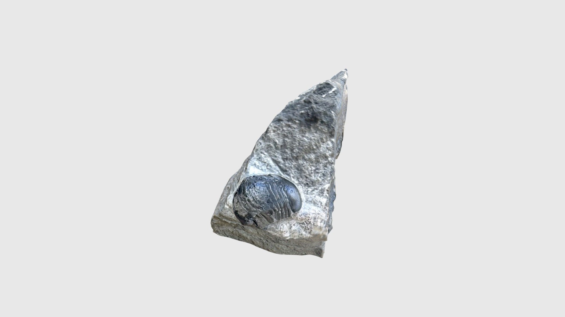 Nileus armadillo + Echinosphaerites aurantium - Download Free 3D model ...