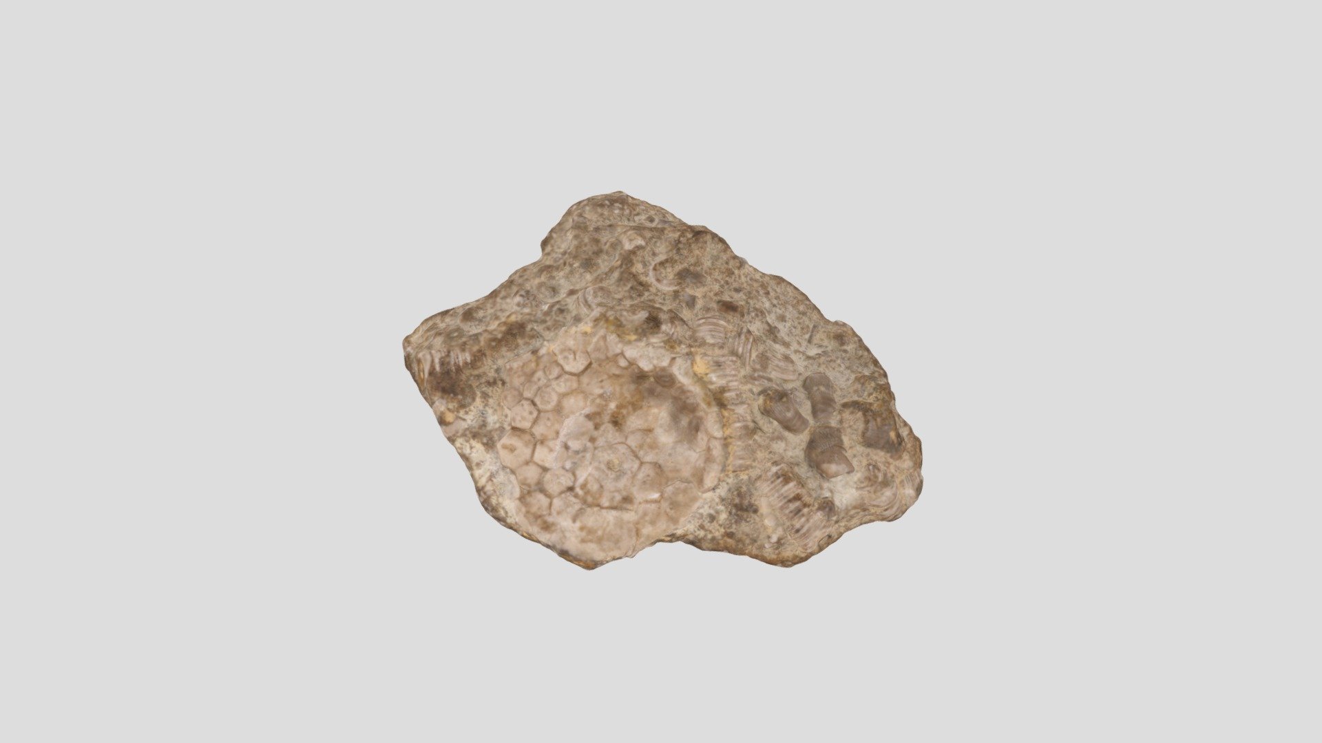 Crinoid