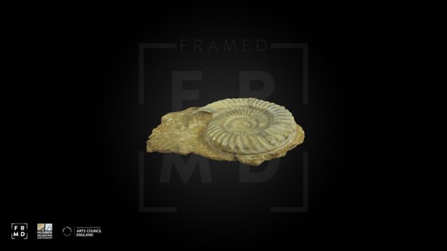 Ammonite Fossil 3D Model