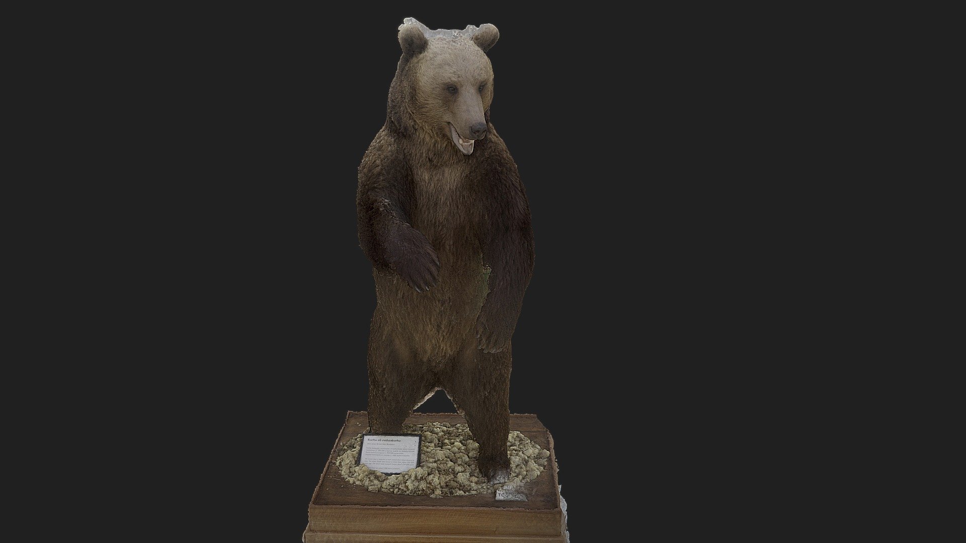 Karhu - ruskeakarhu (Ursus arctos)