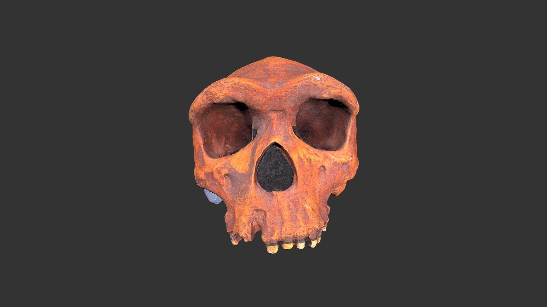 Homo heidelbergensis (Broken Hill) (1979rp9)