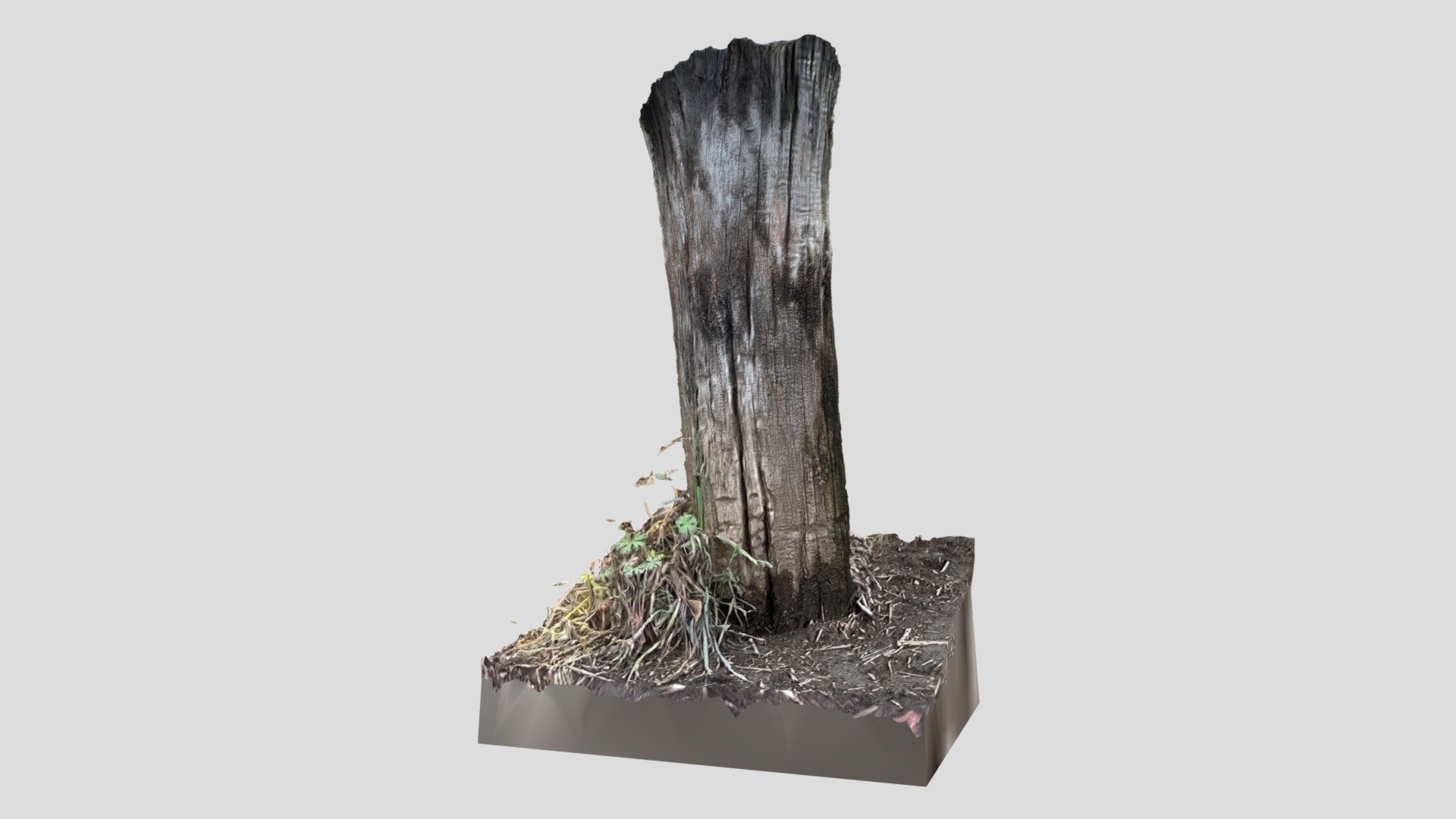 Tree stump