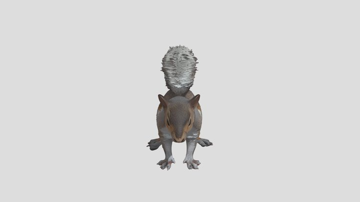 Eastern gray squirrel 3D Model