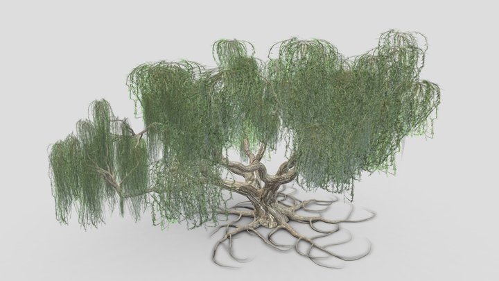 Weeping Willow Tree-S2 3D Model
