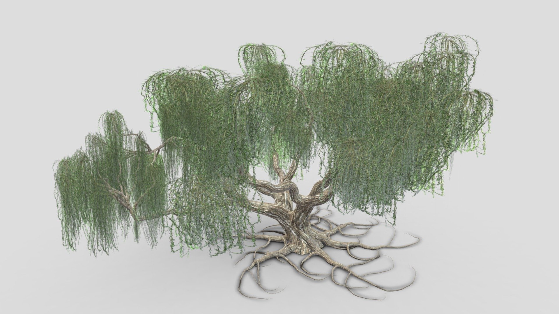 Weeping Willow Tree-S2 - Buy Royalty Free 3D model by ASMA3D [91cb05c ...