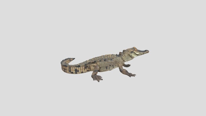 Crocodile Real Life
