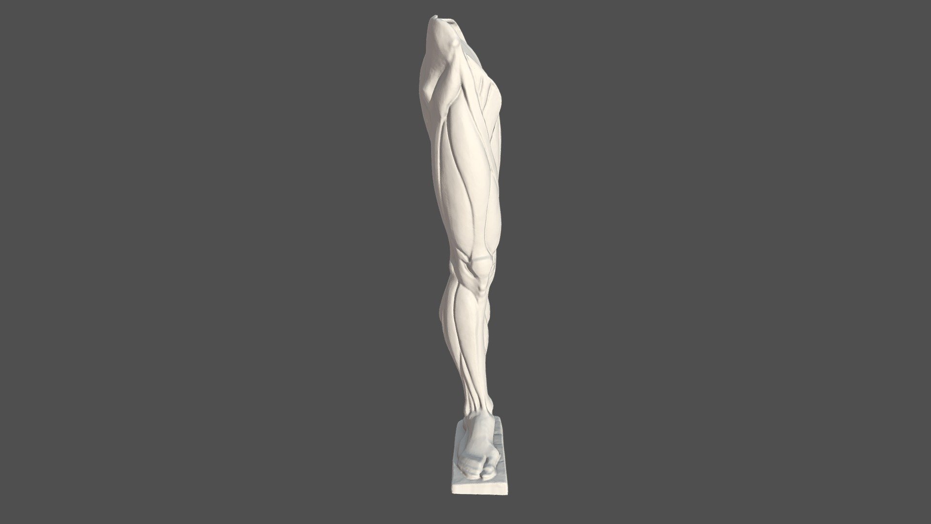 anatomia pierna derecha