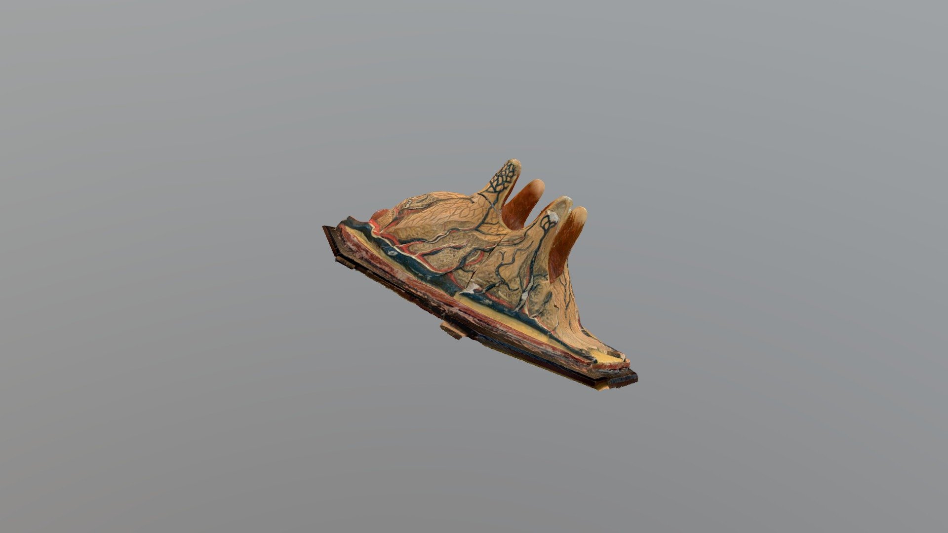 Opetusutareet / Educational model of cow udder — Sketchfab embed 3D viewer