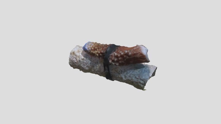 Propagated coral fragment 3D Model