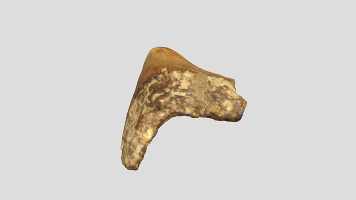 Megalodon teeth(1) 3D Model