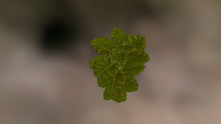 Gramineas 3D Model