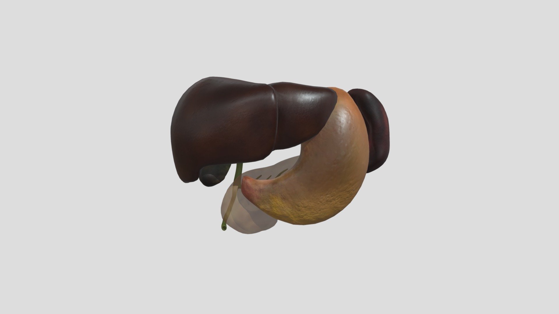 Adult Liver Spleen Pancreas And Relations 3d Model By Education Resource Fund Bobsmusail