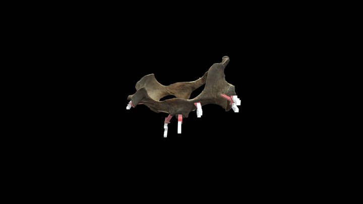 Coxal equino 3D Model