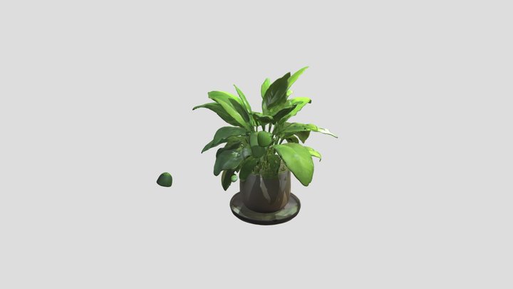 Plant 3D Model
