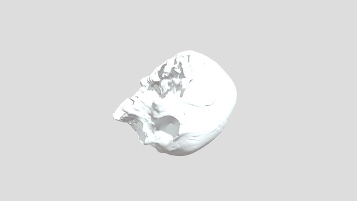 SJ635_Skull 3D Model