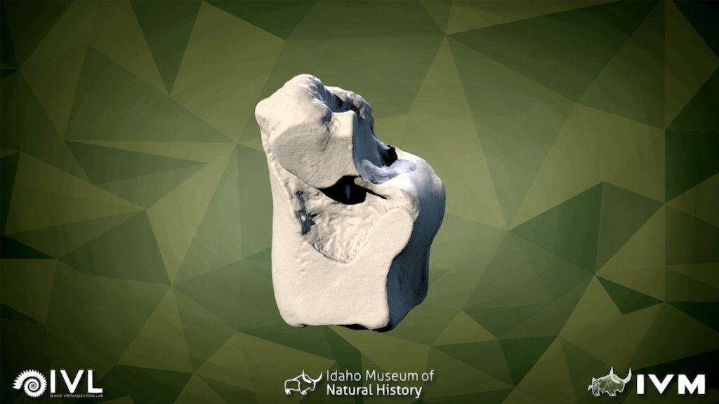 IMNH-75002-27-Left Scaphoid