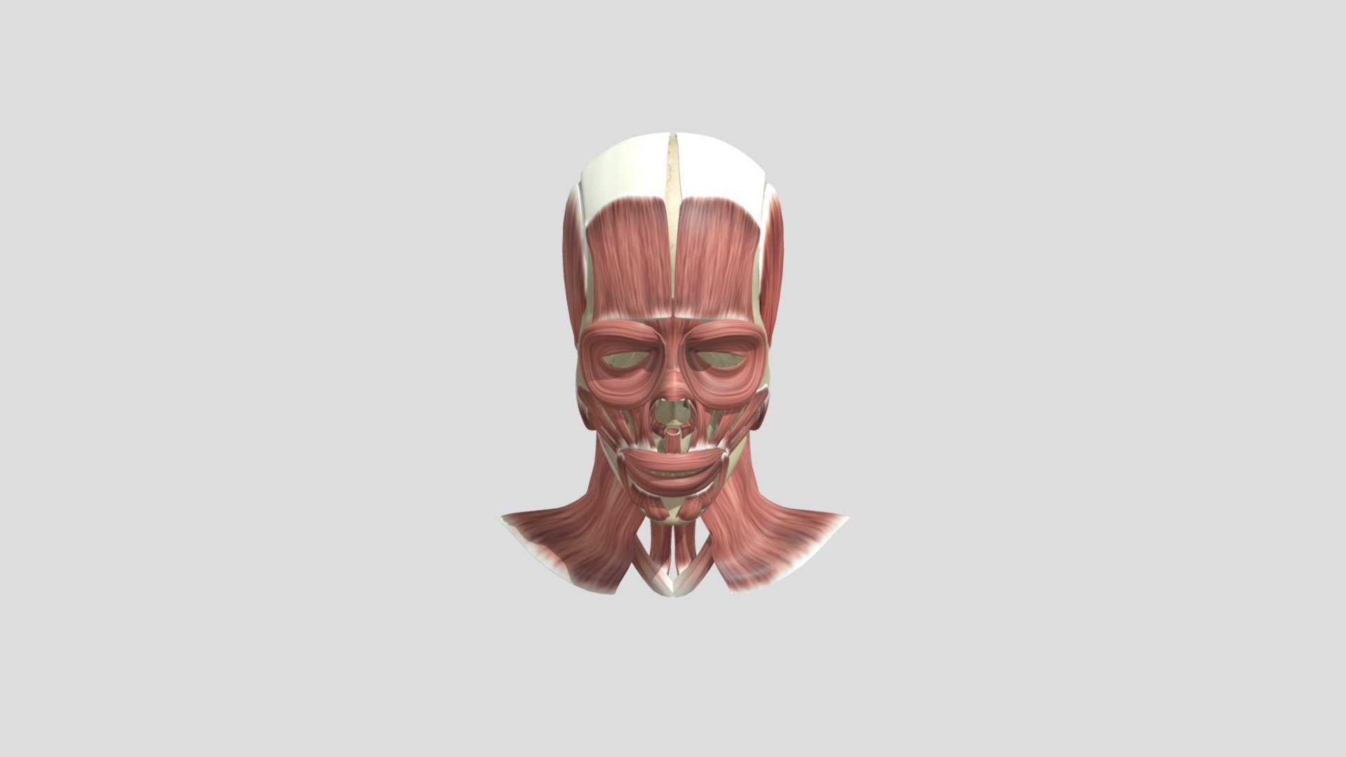 Musculos de la cara - 3D model by cunimad [91de61e] - Sketchfab