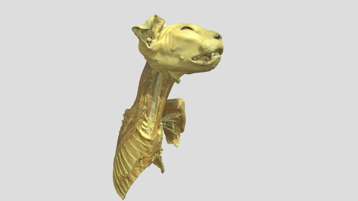 Katzentorso 30% 3D Model