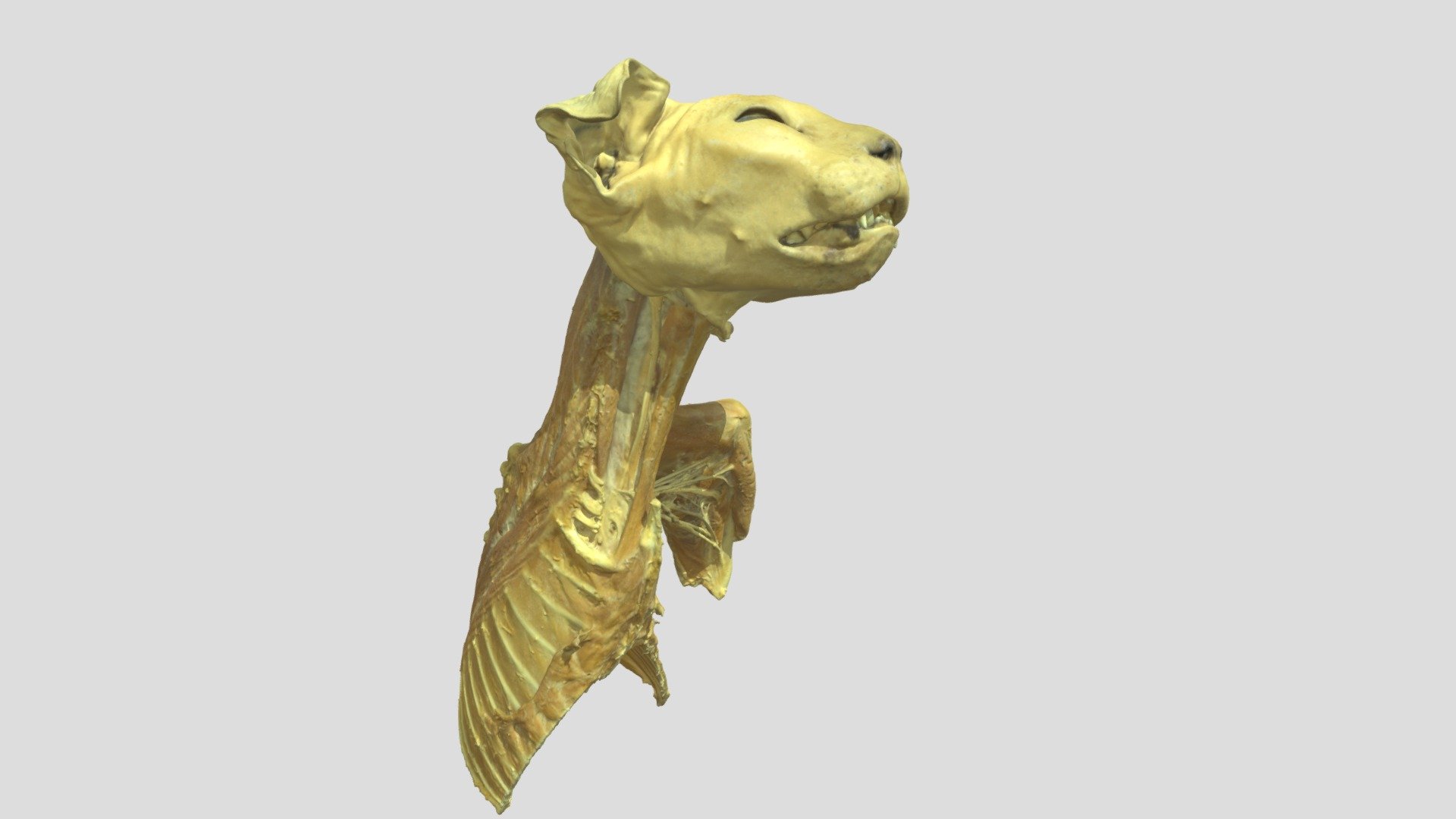 Katzentorso 30% — Sketchfab embed 3D viewer