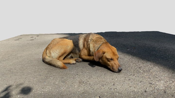 Sleeping dog 01 3D Model