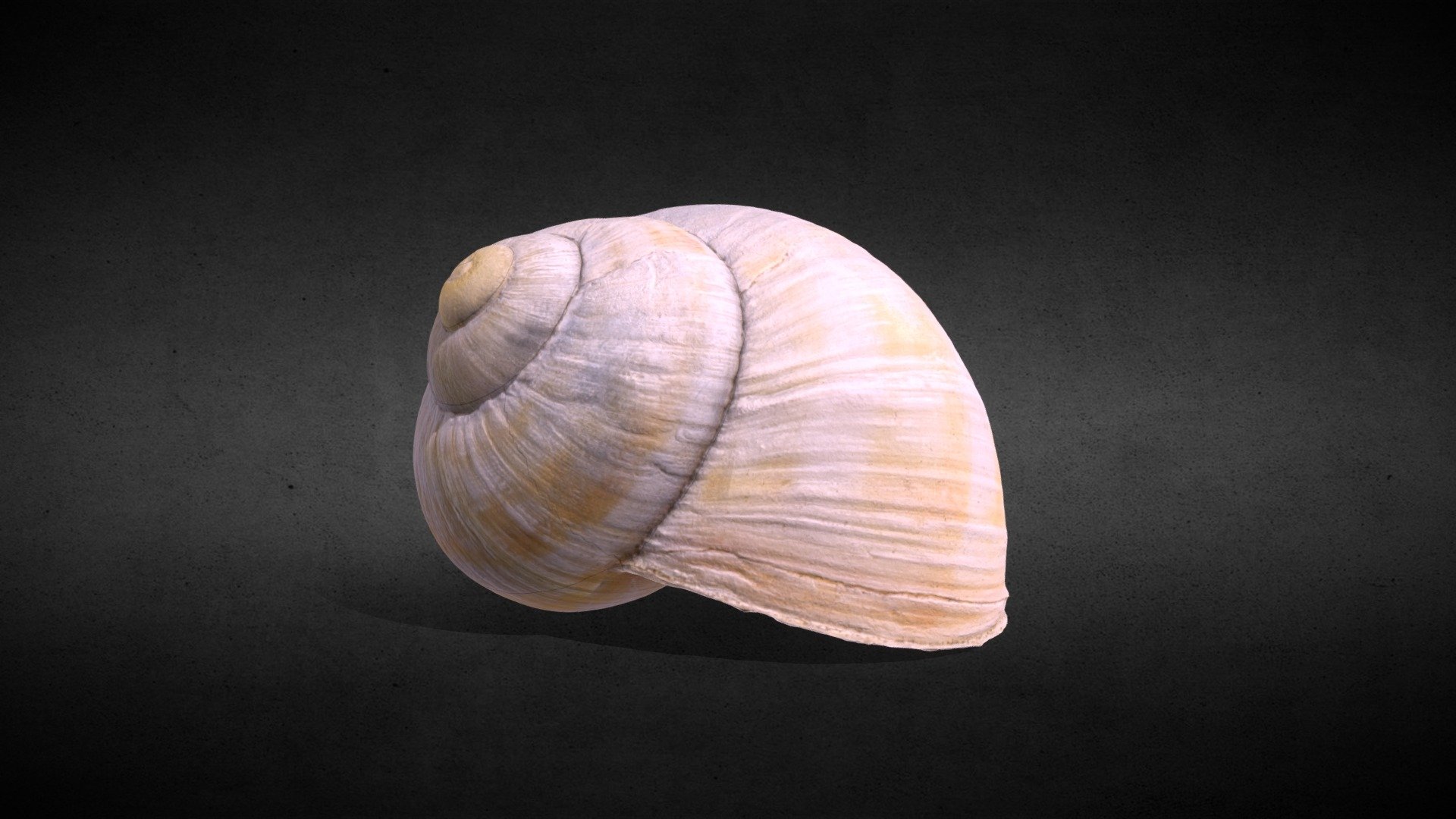 Snail shell/ Schneckenhaus (Photogrametry)