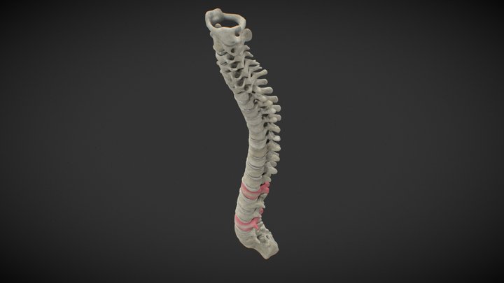 Rachis Model 3D Model
