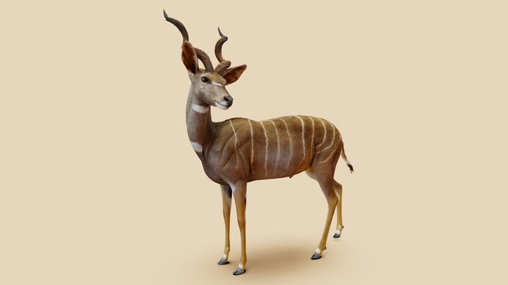 African Kudu Antelope Taxidermy Scan 3D Model