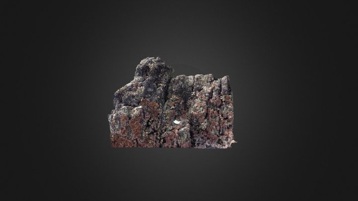 Gooseneck Barnacles: Patch 5 3D Model