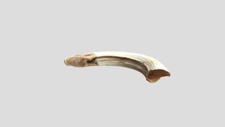 Hippo Tusk 1 3D Model