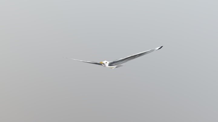 Derpy Seagull 3D Model