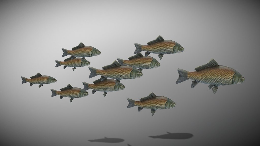 School Of Fish