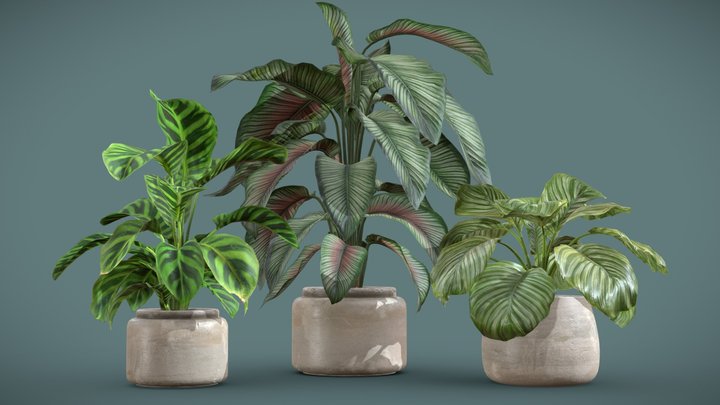 Calathea Plants Pack 3D Model