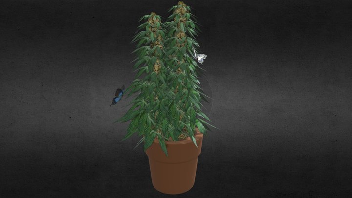 Plant 3D Model