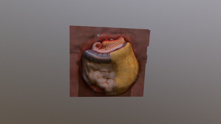 Intestino grueso y delgado 3D Model