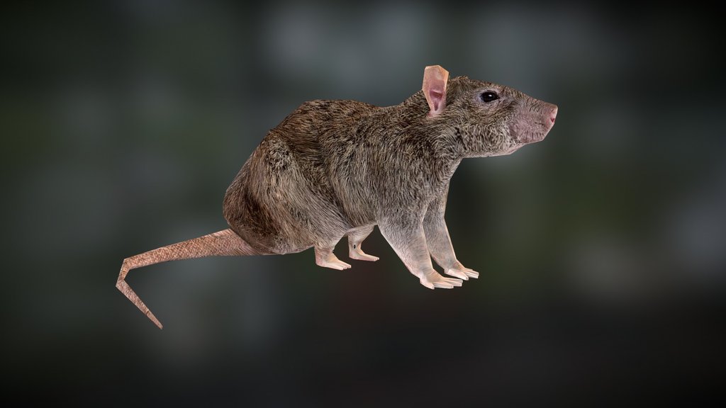 Horizontally spinning rat