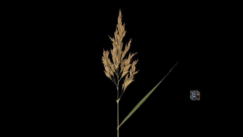 CC0 ヨシ・アシ Common Reed, Phragmites australis