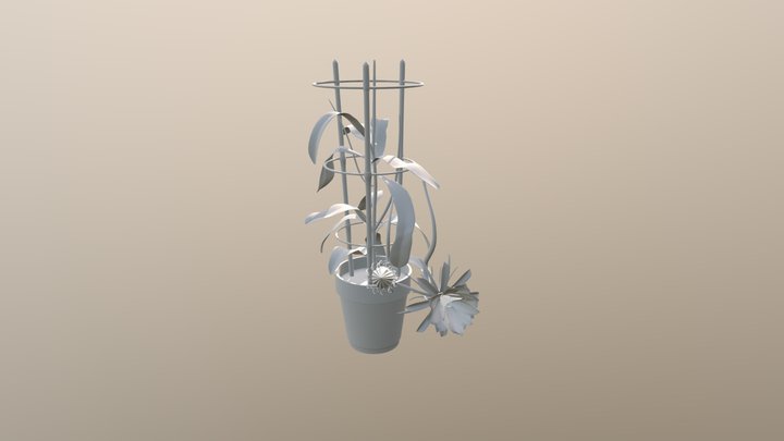 Epiphyllum 3D Model