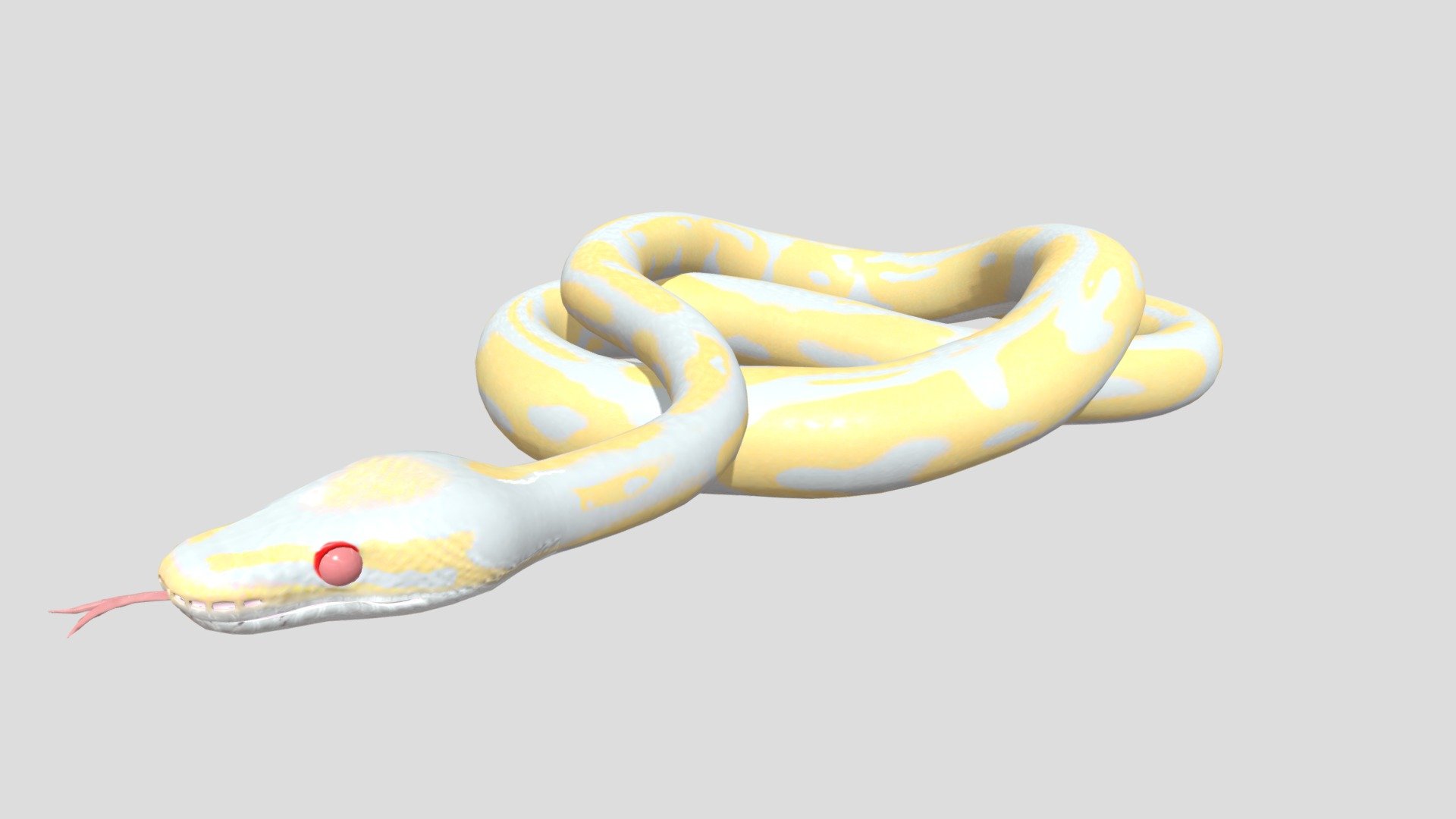 albino ball python - 3D model by abo0od_sy (@almoftares05) [91f8d67 ...