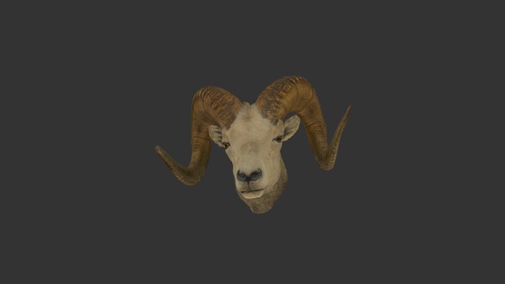Bighorn Sheep 3D Model