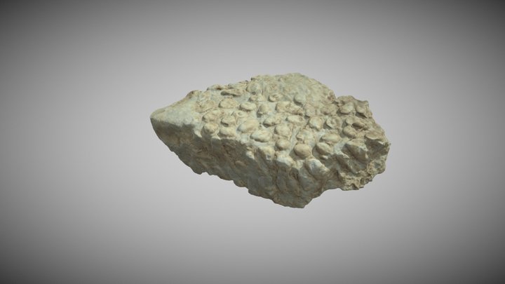 Coral - Elasmocoemia sp. 3D Model