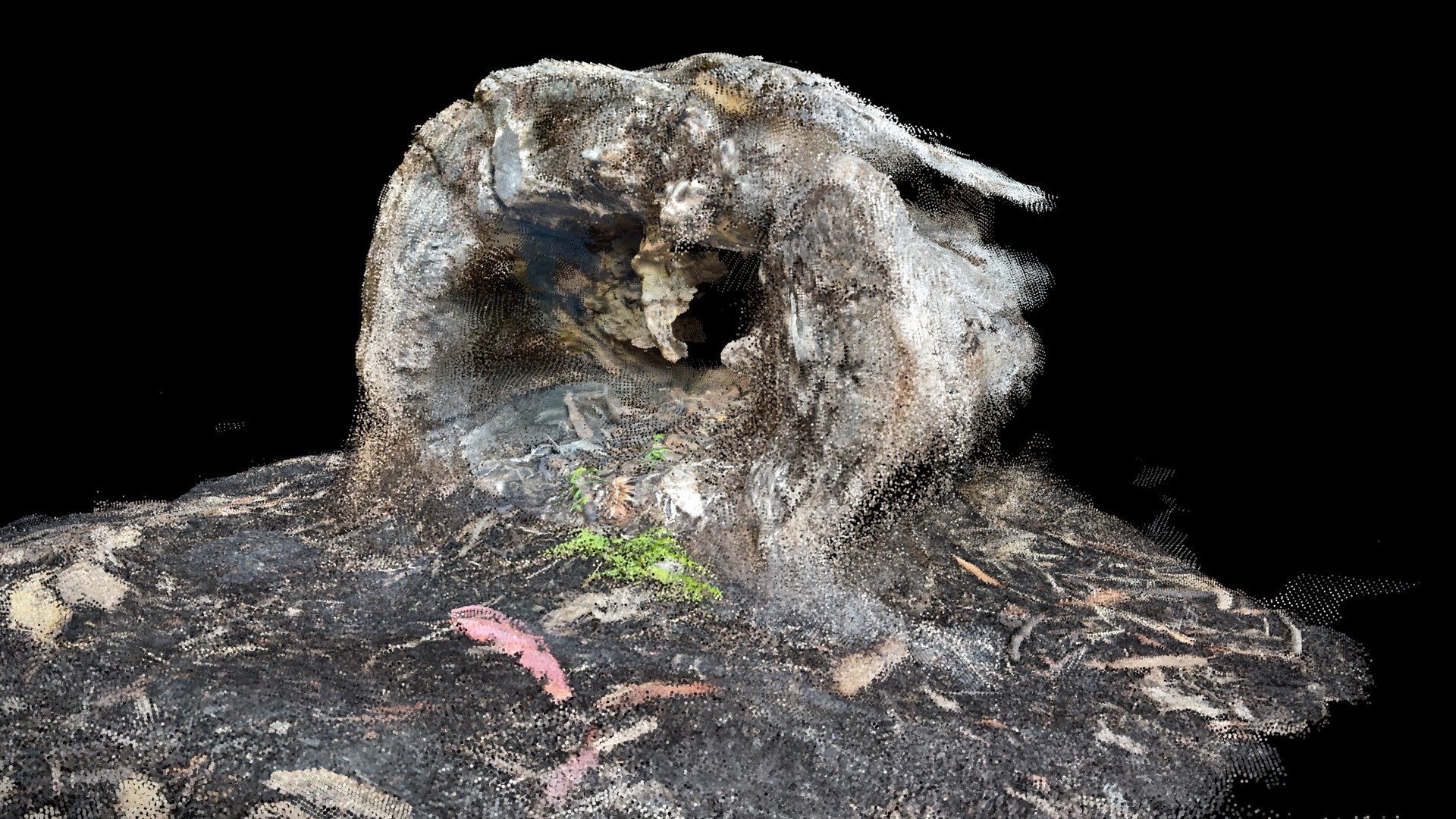 Scan of inside of a fallen tree - point cloud