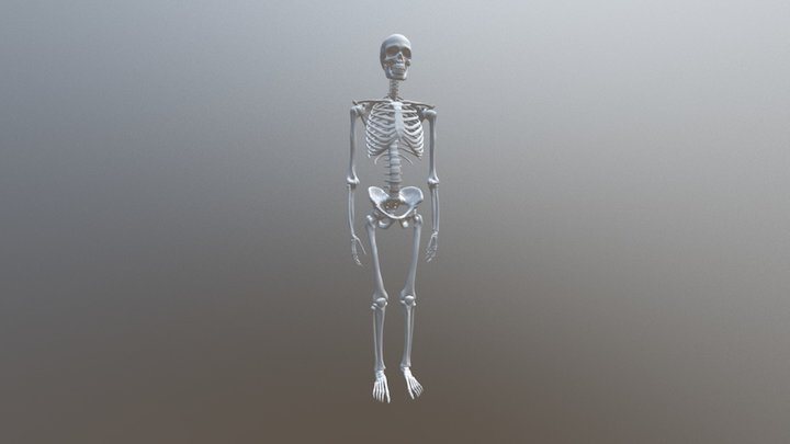 Skeleton (Sternum and vertebral column sections) 3D Model