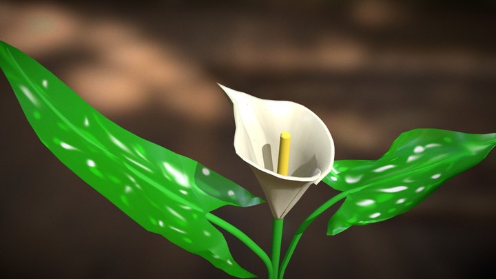 Kála - Calla - Zantedeschia 3D Model
