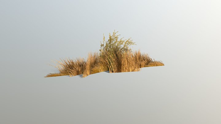 Dry Grass 3D Model