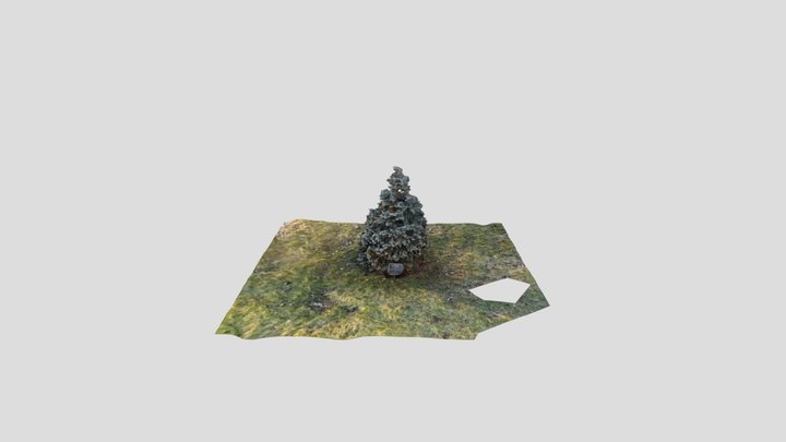 Christmas Tree 3D Model